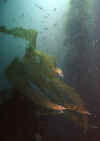 Catalina Diving d.jpg (30605 bytes)
