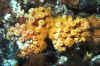Sea of Cortez 1998 u.jpg (51967 bytes)